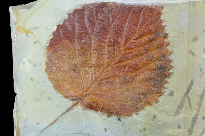 Fossil Leaf (Davidia) - Montana #101962